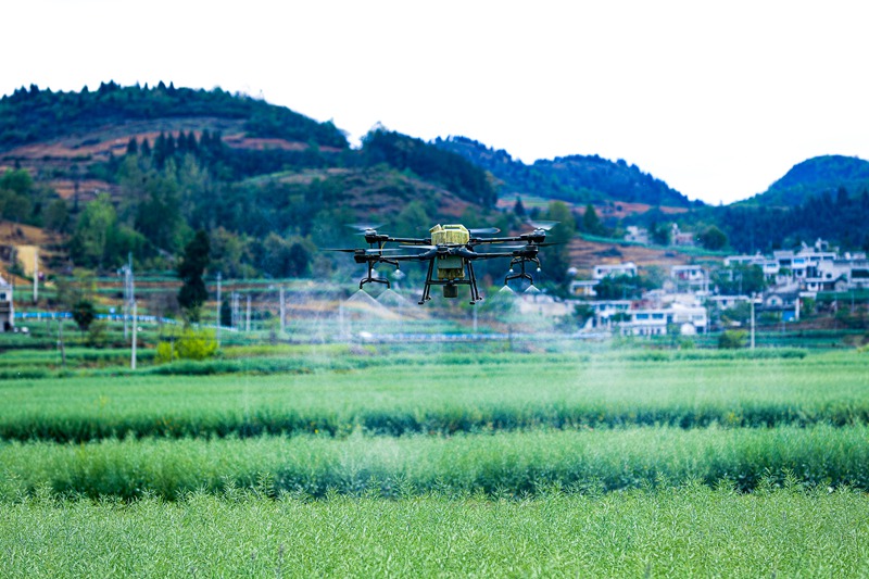 贵州黔西：无人机喷药助力油菜高产