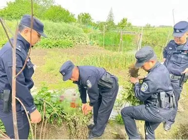 沙市警方无人机“空中巡查”，让罂粟无处遁形