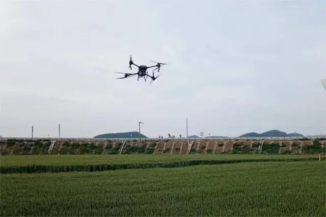 科技赋能！枣庄市中孟庄镇无人机“一喷三防” 助粮稳产增收